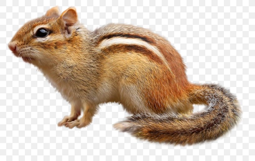 Chipmunk Squirrel Download, PNG, 800x518px, Chipmunk, Fauna, Fox Squirrel, Fur, Image File Formats Download Free