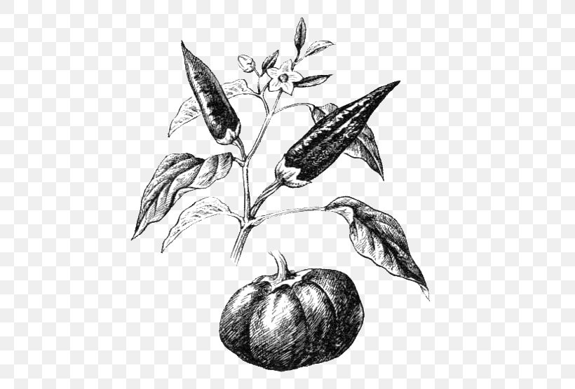 Flowering Plant Sweet And Chili Peppers Plants Black Pepper Leaf, PNG, 504x555px, Flowering Plant, Artwork, Black And White, Black Pepper, Branch Download Free