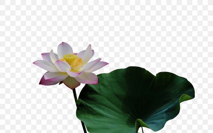 Nelumbo Nucifera Leaf Lotus Effect, PNG, 1920x1200px, Nelumbo Nucifera, Aquatic Plant, Cut Flowers, Designer, Flora Download Free