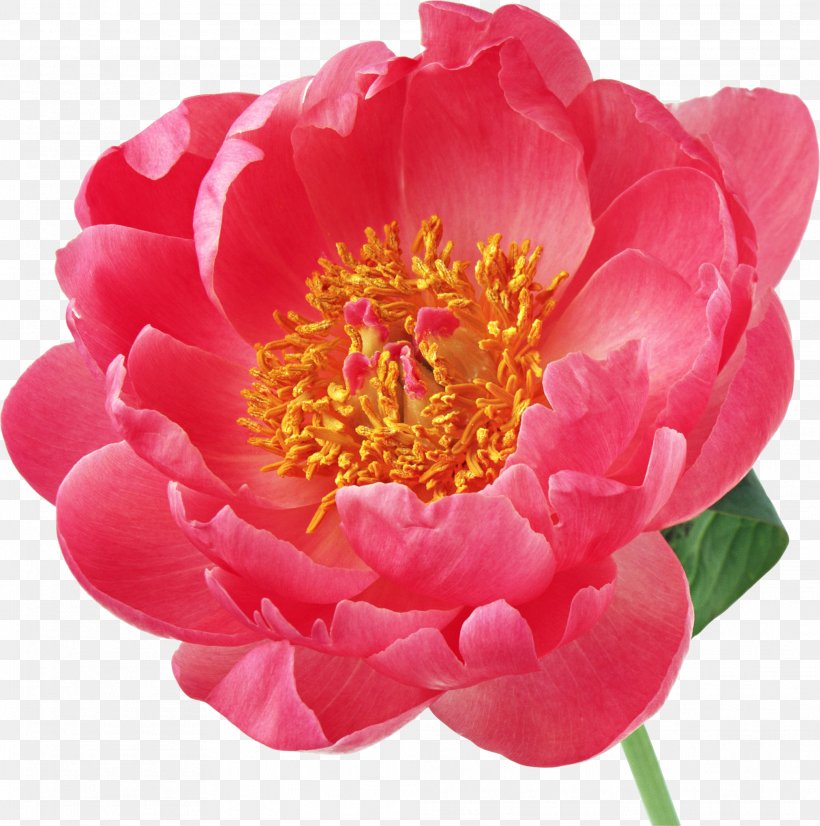 Peony Flower Desktop Wallpaper Clip Art, PNG, 2023x2040px, Peony, Annual Plant, Digital Image, Flower, Flowering Plant Download Free