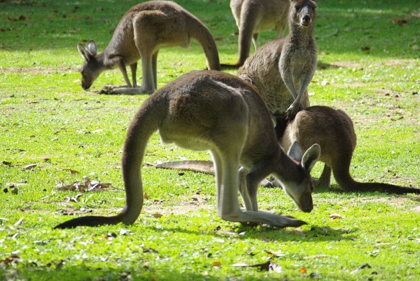Red Kangaroo Western Grey Kangaroo Eastern Grey Kangaroo Koala Bennett's Tree-kangaroo, PNG, 1681x1125px, Red Kangaroo, Eastern Grey Kangaroo, Fauna, Grass, Herbivore Download Free