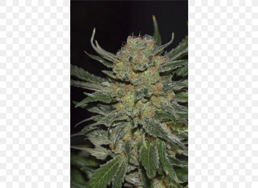 Seed Bank Cannabidiol Landrace Cannabis, PNG, 600x600px, Seed, Autoflowering Cannabis, Cannabidiol, Cannabis, Cannabis Sativa Download Free