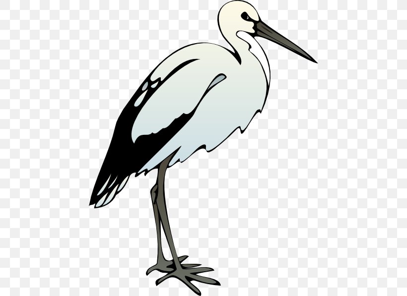 American White Ibis Clip Art, PNG, 462x597px, Ibis, African Sacred Ibis, American White Ibis, Australian White Ibis, Beak Download Free