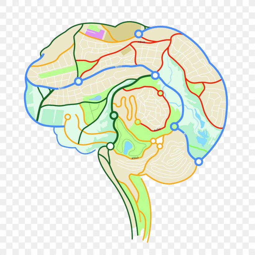 Brain Mapping Human Brain Neuron Euclidean Vector, PNG, 1000x1000px, Watercolor, Cartoon, Flower, Frame, Heart Download Free