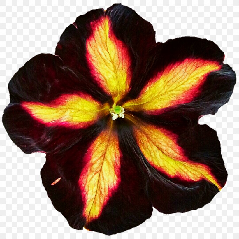 Rosemallows Magenta, PNG, 983x983px, Rosemallows, Flower, Flowering Plant, Hibiscus, Magenta Download Free