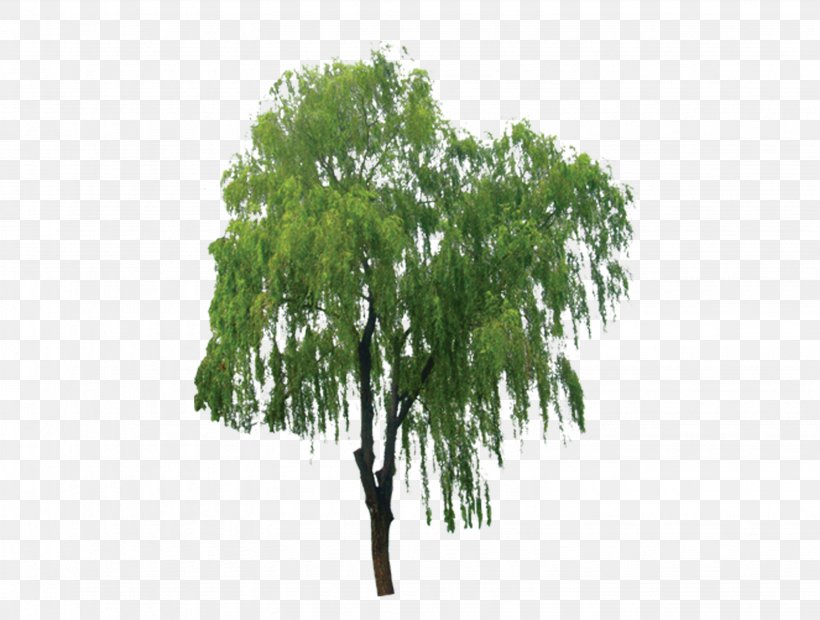 Salix Alba Branch Tree Bark Extract, PNG, 3082x2332px, Salix Alba, Bark, Birch, Branch, Extract Download Free