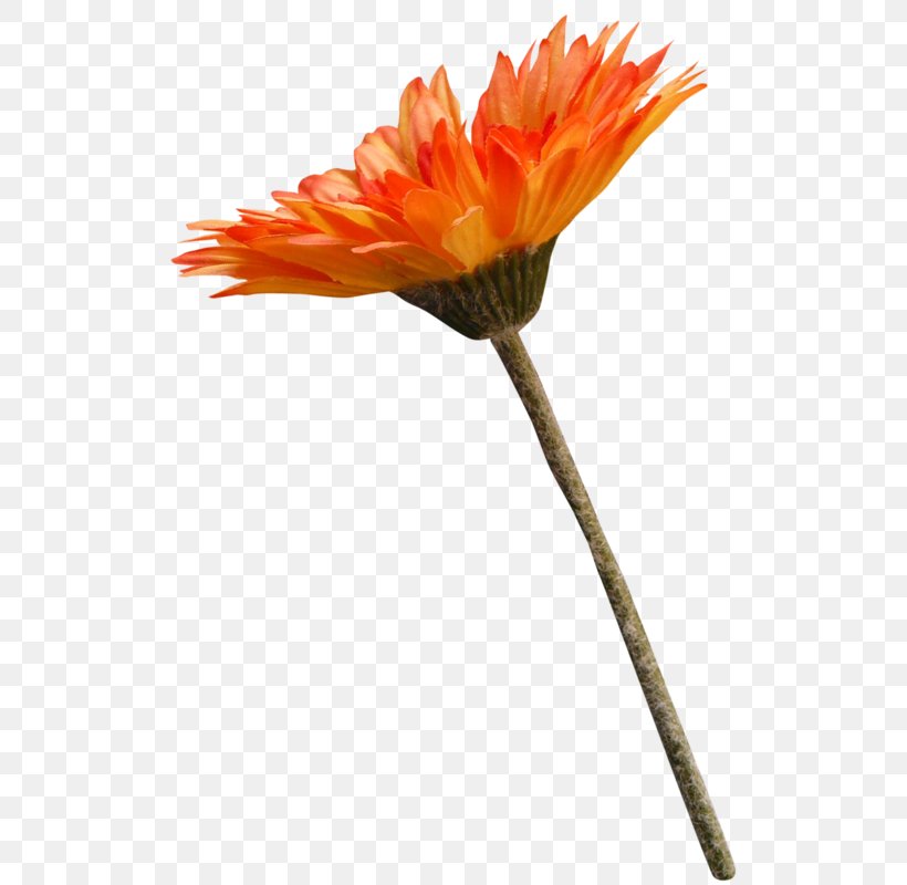 Transvaal Daisy Cut Flowers Chrysanthemum, PNG, 538x800px, Transvaal Daisy, Chrysanthemum, Cut Flowers, Daisy Family, Digital Image Download Free