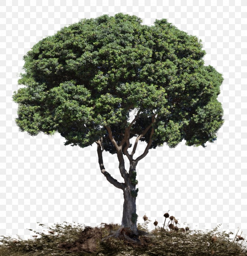 Tree Woody Plant Snag, PNG, 1600x1659px, Tree, Evergreen, Eye, Groundcover, Houseplant Download Free