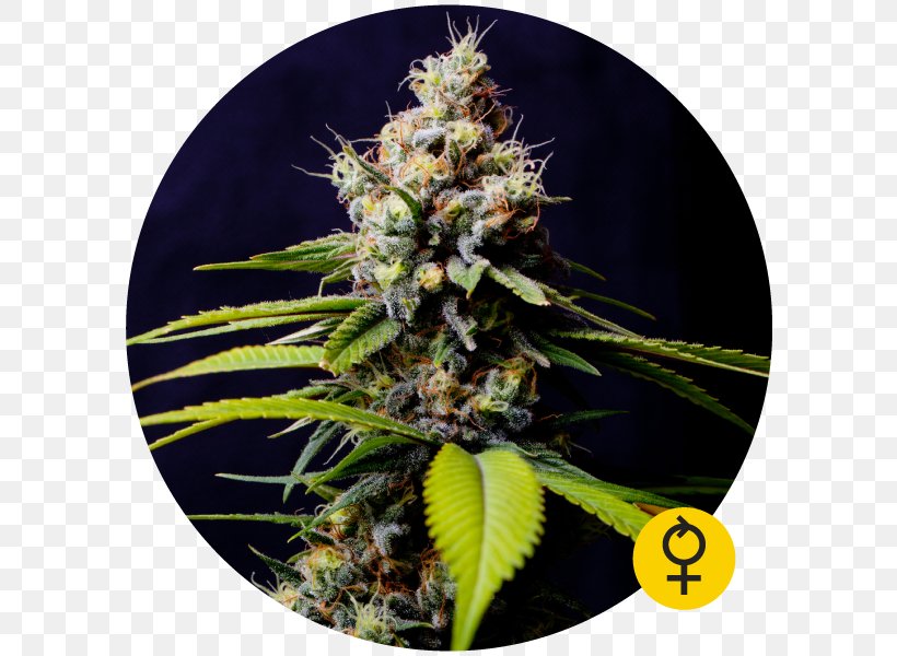 Autoflowering Cannabis Seed Bank Cannabis Ruderalis, PNG, 600x600px, Cannabis, Autoflowering Cannabis, Blueberry, Bulldog, Cannabis Ruderalis Download Free