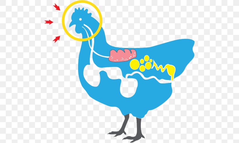 Chicken Ducks, Geese & Swans Ducks, Geese And Swans Vaccine Clip Art, PNG, 517x492px, Chicken, Area, Artwork, Beak, Bird Download Free