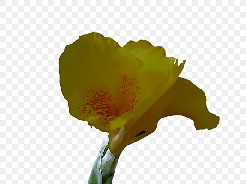 Flower Yellow Petal Plant Wildflower, PNG, 2308x1732px, Flower, Bud, Cut Flowers, Iris, Petal Download Free