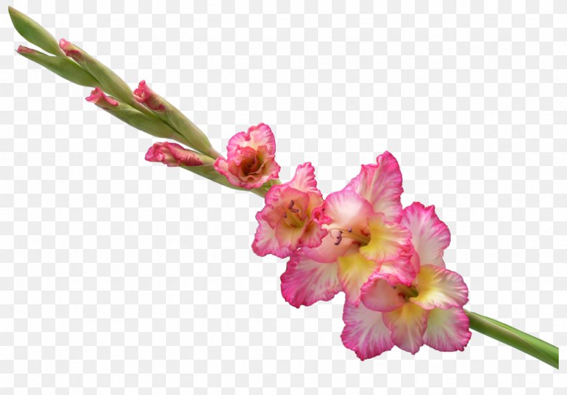 Gladiolus Clip Art Cut Flowers GIF, PNG, 1024x714px, Gladiolus, Blossom, Bud, Cut Flowers, Drawing Download Free