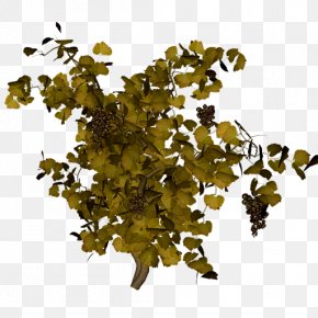 Grape - Grapevines Shrub Grapevines Tree PNG