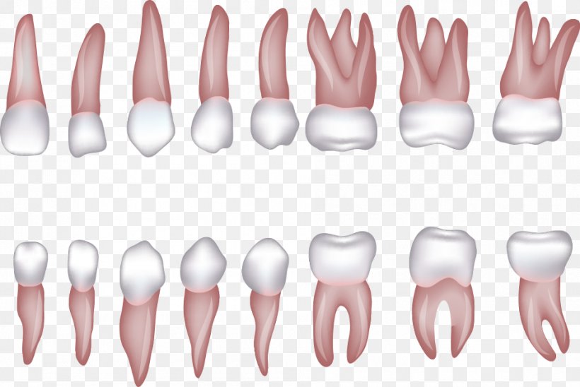 Human Tooth Incisor Homo Sapiens Clip Art, PNG, 944x631px, Watercolor, Cartoon, Flower, Frame, Heart Download Free