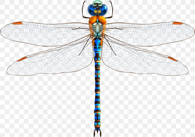 Insect Dragonfly Clip Art, PNG, 1676x1178px, Insect, Arthropod, Damselfly, Dragonflies And Damseflies, Dragonfly Download Free