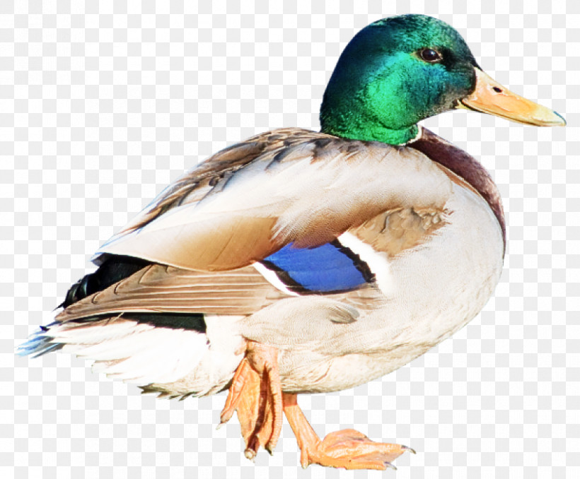 Bird Duck Mallard Water Bird Ducks, Geese And Swans, PNG, 850x703px, Bird, American Black Duck, Beak, Duck, Ducks Geese And Swans Download Free