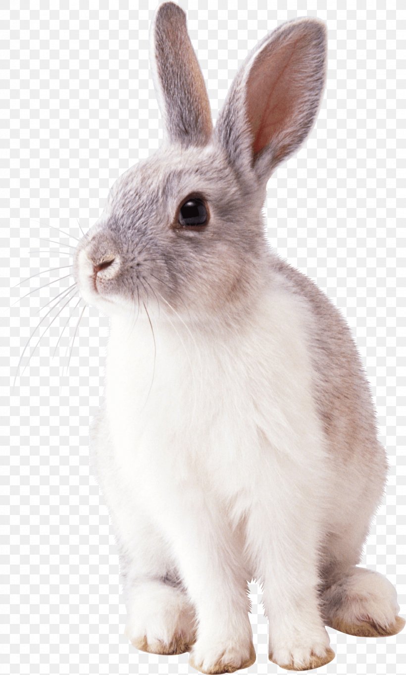 Cottontail Rabbit Easter Bunny Clip Art, PNG, 1529x2542px, Rabbit, Cottontail Rabbit, Domestic Rabbit, Easter Bunny, Fauna Download Free