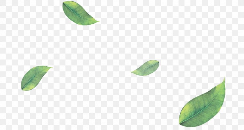 Green Tea Matcha Leaf, PNG, 1699x906px, Tea, Autumn Leaf Color, Camellia Sinensis, Green, Green Tea Download Free