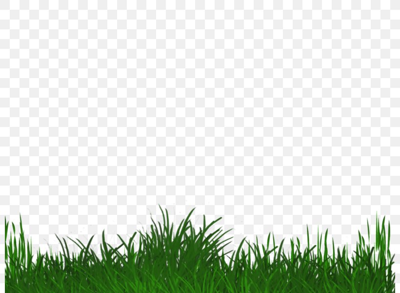 Lawn Grasses Grassland Sky Plc, PNG, 800x600px, Lawn, Field, Grass, Grass Family, Grasses Download Free