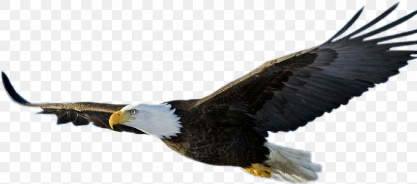 Bald Eagle Eagle Flight Bird, PNG, 1082x480px, Bald Eagle, Accipitriformes, Beak, Bird, Bird Of Prey Download Free