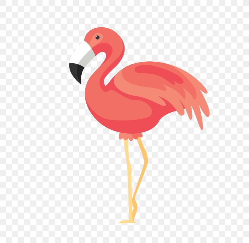 Bird Flamingos Euclidean Vector, PNG, 800x800px, Bird, Beak, Chicken, Flamingo, Flamingos Download Free