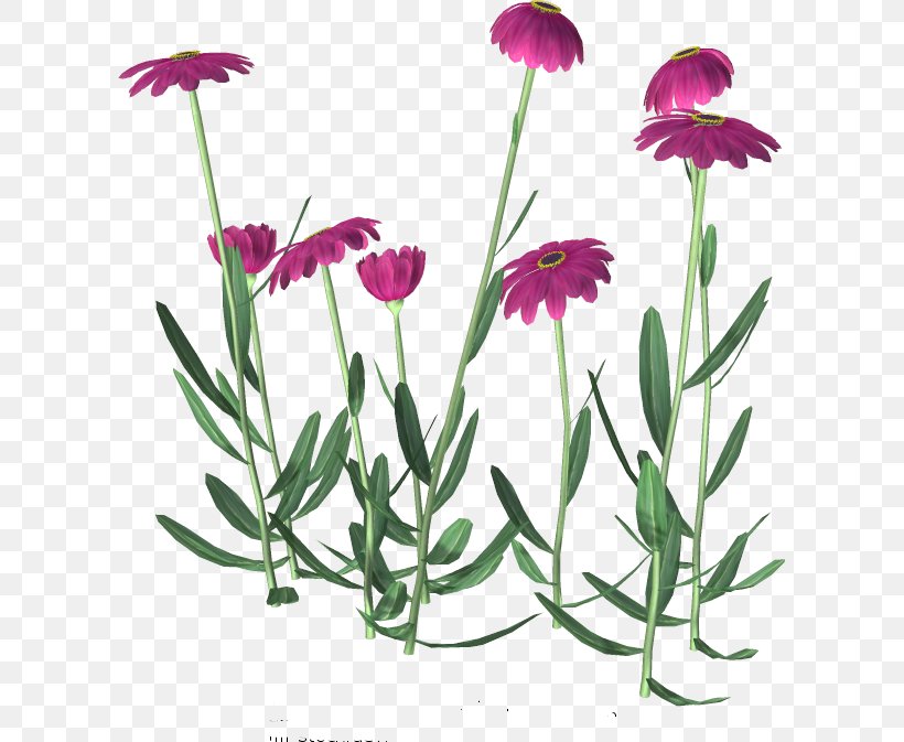 Flower Clip Art, PNG, 605x673px, Flower, Annual Plant, Common Daisy, Dianthus, Drawing Download Free