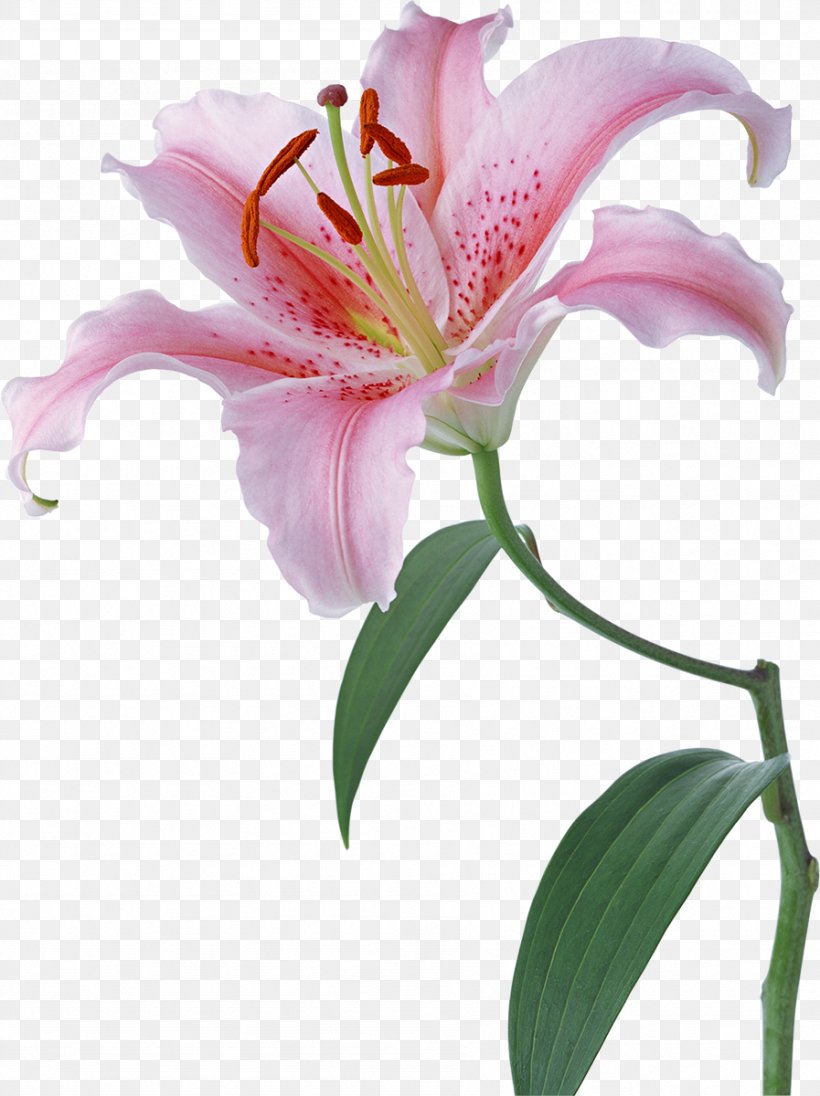 Lilium Desktop Wallpaper Flower Stock Photography, PNG, 897x1200px, Lilium, Alstroemeriaceae, Cut Flowers, Daylily, Floral Design Download Free