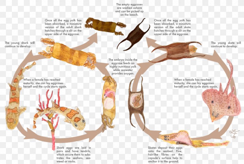 Shark Egg Case Oviparity Big Skate, PNG, 980x663px, Shark, Biological Life Cycle, Chicken, Egg, Egg Case Download Free