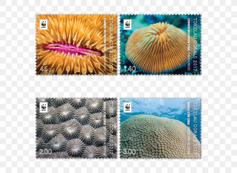 Tokelau New Zealand Coral Niue Australia, PNG, 600x600px, 2016, 2017, 2018, Tokelau, Australia Download Free
