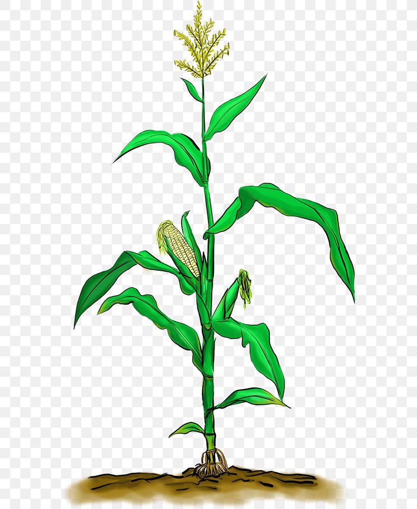 Waxy Corn Corn On The Cob, PNG, 578x1000px, Waxy Corn, Branch, Cartoon, Corn Kernel, Corn On The Cob Download Free