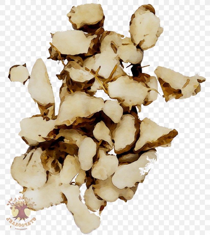 Fomitopsidaceae Edible Mushroom, PNG, 1187x1330px, Fomitopsidaceae, Agaricomycetes, Edible Mushroom, Fu Ling, Henofthewood Download Free