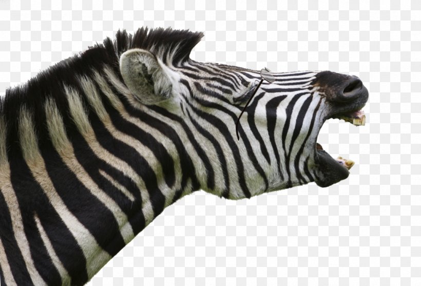 Horses Zebra Animation Wall Wallpaper, PNG, 1084x737px, Horses, Animal, Animation, Fauna, Horse Like Mammal Download Free