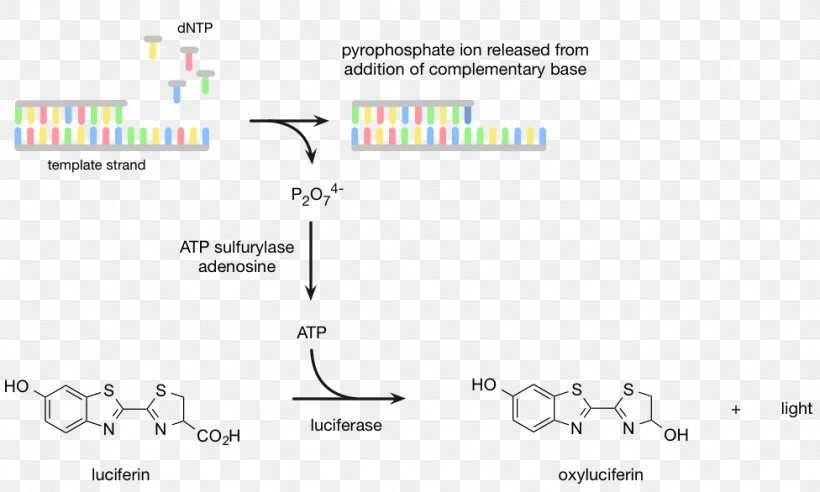 Pyrosequencing DNA Sequencing Luciferin Massive Parallel Sequencing, PNG, 976x586px, Pyrosequencing, Area, Biology, Brand, Diagram Download Free