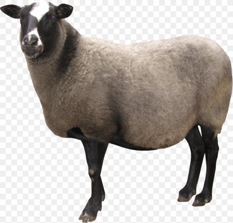 Sheep Desktop Wallpaper Clip Art, PNG, 1024x978px, Sheep, Cow Goat Family, Goat Antelope, Horn, Image Resolution Download Free