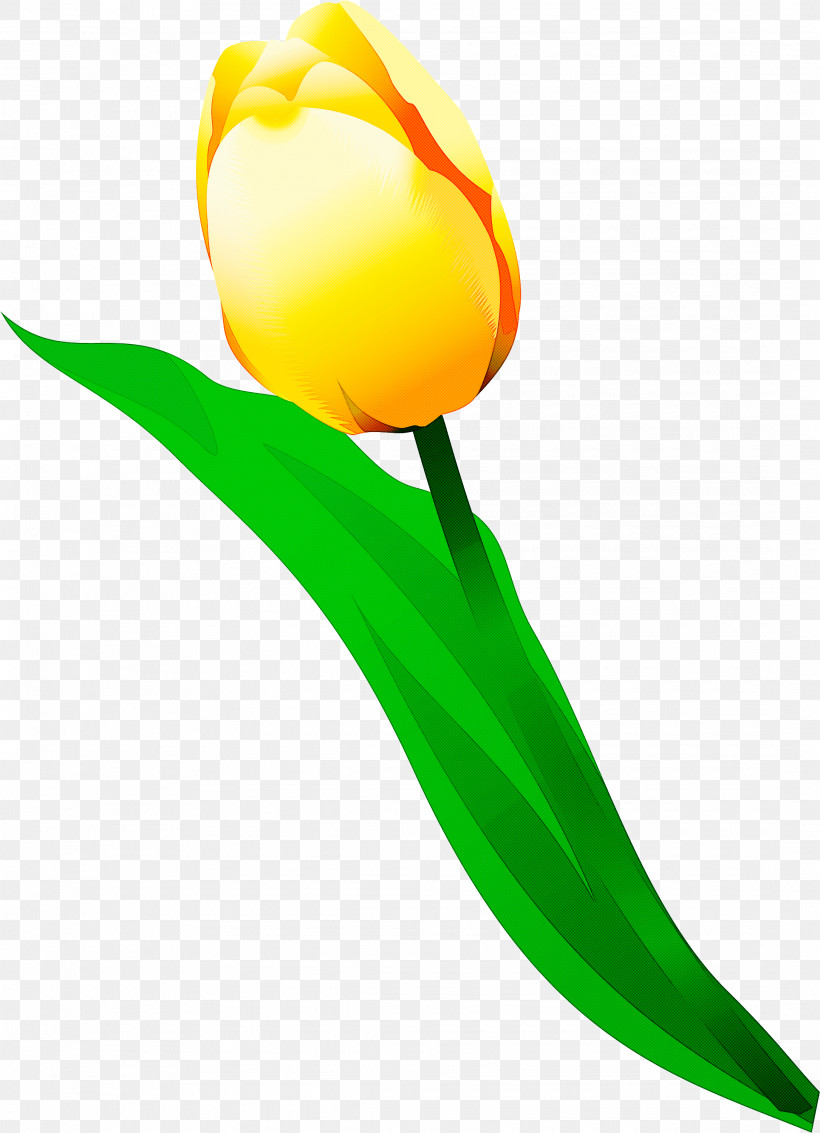 Tulip Yellow Flower Plant Lily Family, PNG, 2170x3000px, Tulip, Flower, Lily Family, Plant, Plant Stem Download Free