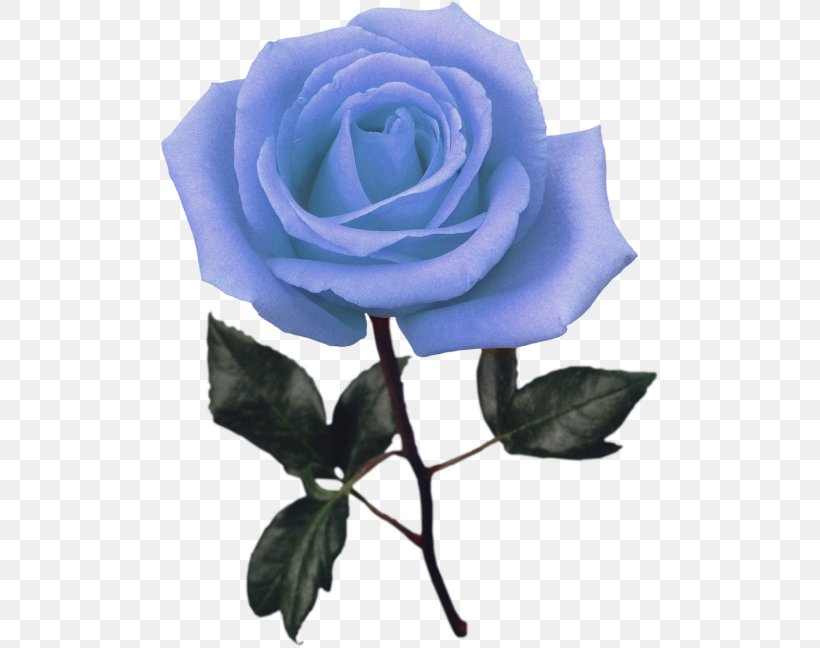 Blue Rose Garden Roses Stock Photography Clip Art, PNG, 500x648px, Blue Rose, Blue, Cut Flowers, Floribunda, Flower Download Free