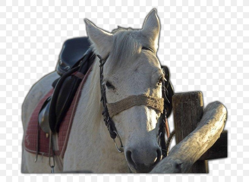 Bridle Rein Halter Horse Harnesses Stallion, PNG, 800x600px, Bridle, Bit, Equestrian, Halter, Homo Sapiens Download Free