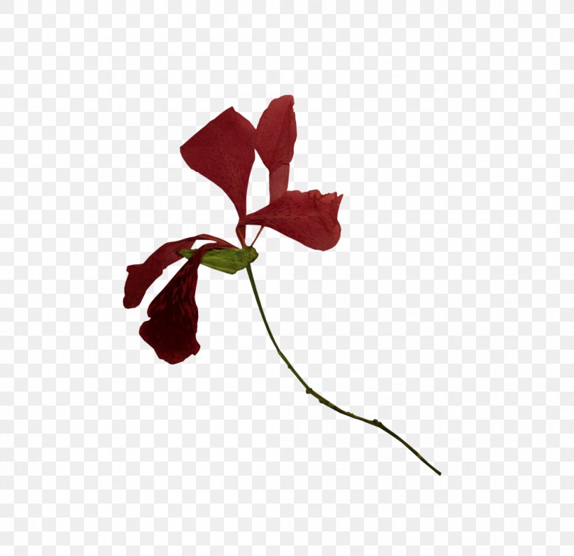 Petal Rose Family Cut Flowers Plant Stem Leaf, PNG, 1055x1024px, Petal, Cut Flowers, Flora, Flower, Flowering Plant Download Free