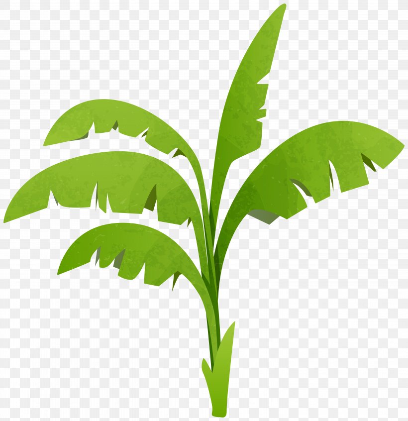 Plant Tree Clip Art, PNG, 5814x6000px, Plant, Arecaceae, Botanical Illustration, Diagram, Drawing Download Free
