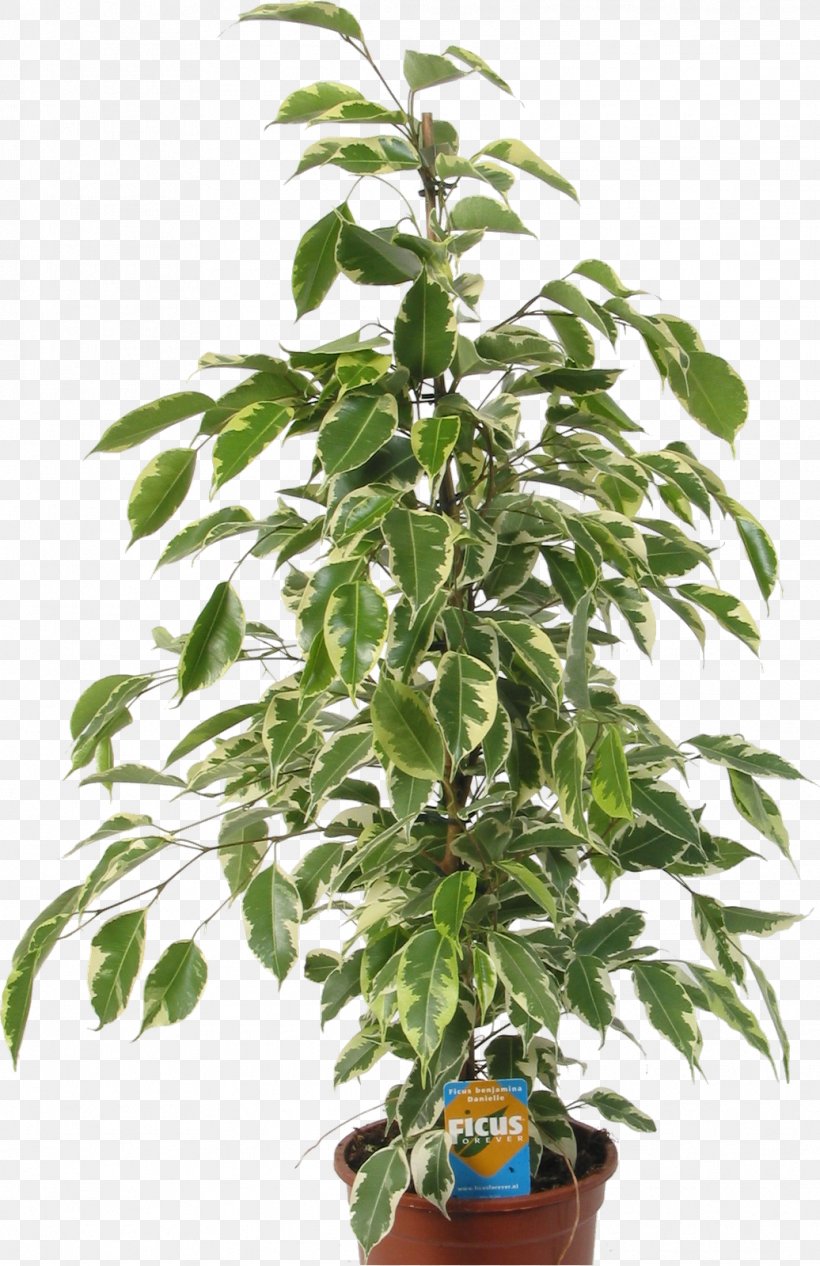 Seed Tree Autoflowering Cannabis Plant White Widow, PNG, 1036x1600px, Seed, Autoflowering Cannabis, Cannabis, Cannabis Sativa, Flowerpot Download Free