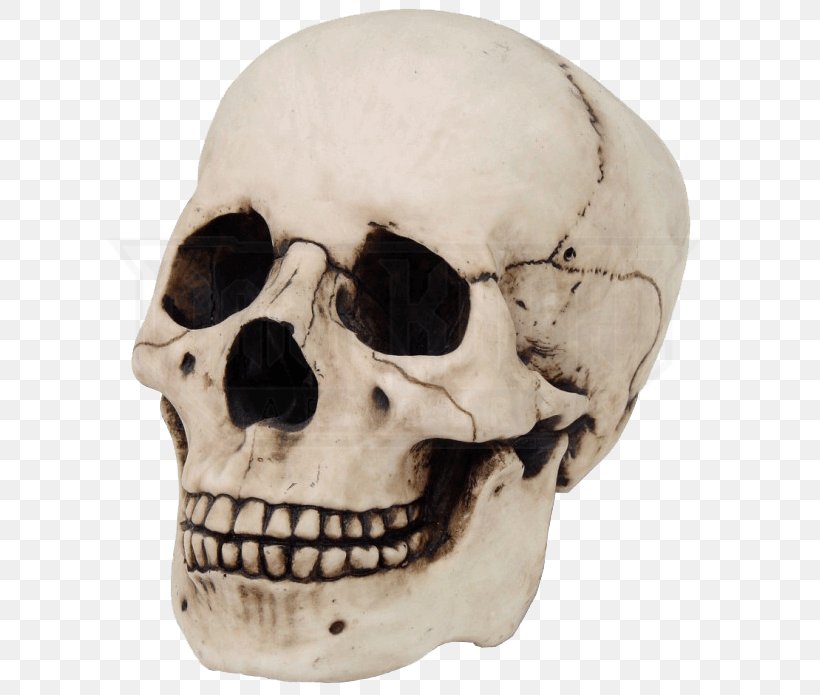 Skull Anatomy, PNG, 695x695px, Skull, Anatomy, Anthropology, Bone, Calavera Download Free