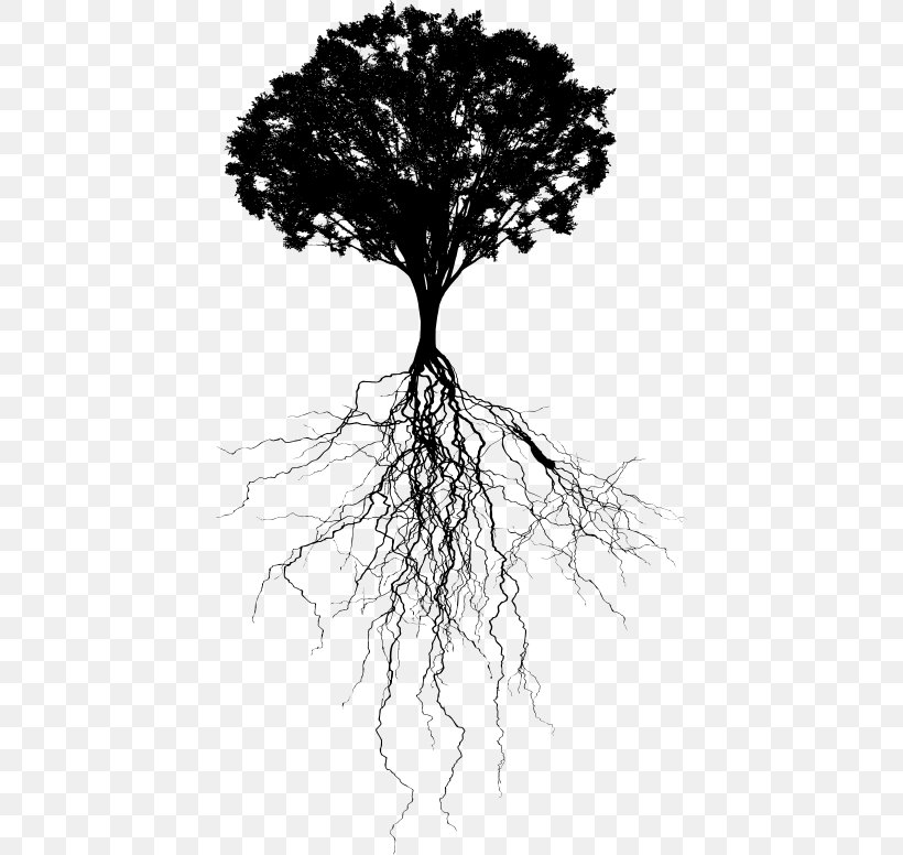 Tree Trunk Drawing, PNG, 428x776px, Tree, Blackandwhite, Branch, Drawing, Leaf Download Free