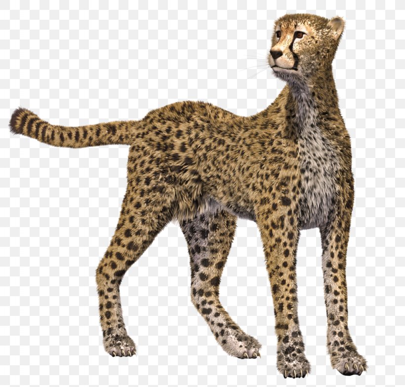 Cheetah Leopard Cougar Cat, PNG, 1024x980px, 3d Computer Graphics, Cheetah, Animal, Animal Figure, Big Cat Download Free