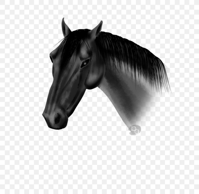 Mustang Halter Stallion Bridle Rein, PNG, 600x800px, Mustang, Animal Figure, Bit, Black White M, Blackandwhite Download Free
