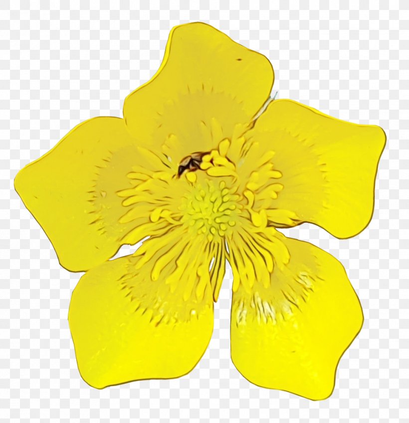 Petal Yellow Cut Flowers, PNG, 964x999px, Watercolor, Cinquefoil, Cut ...