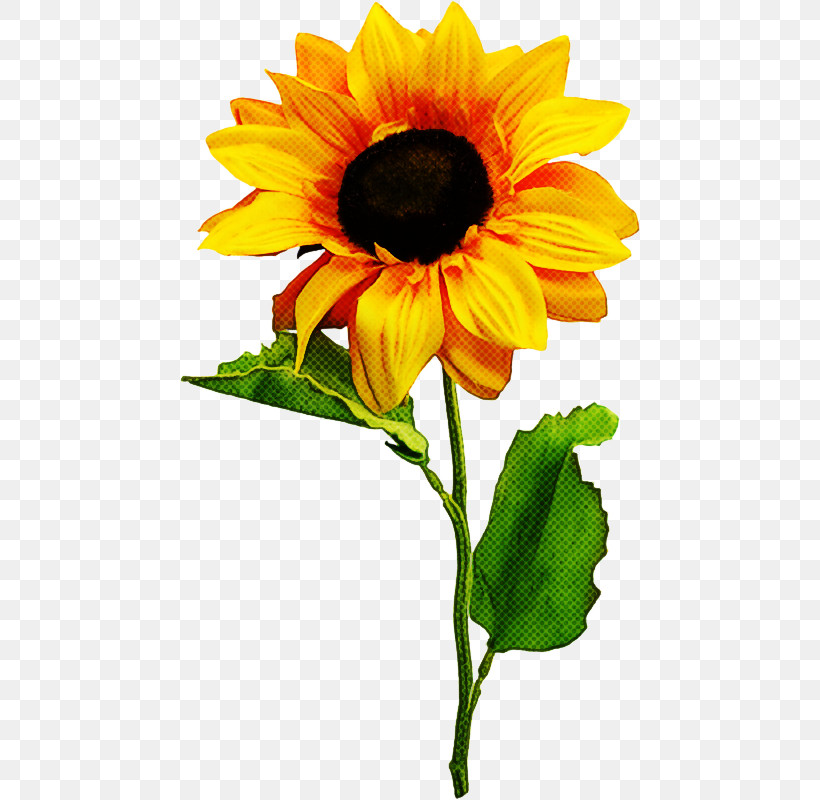 Sunflower, PNG, 462x800px, Flower, Cut Flowers, Petal, Plant, Sunflower Download Free