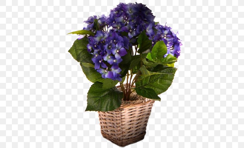 Blue Hydrangea Sweet Violet Flower, PNG, 500x500px, Blue, Blue Rose, Color, Cornales, Cut Flowers Download Free