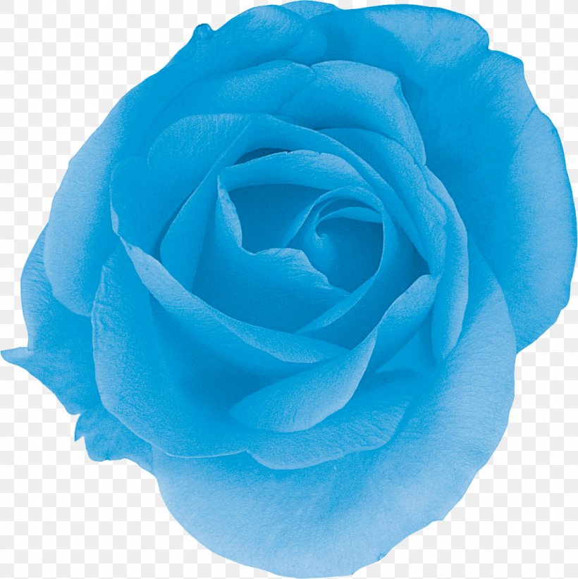 Centifolia Roses Blue Rose Garden Roses Turquoise, PNG, 1155x1159px, Centifolia Roses, Aqua, Azure, Blue, Blue Rose Download Free
