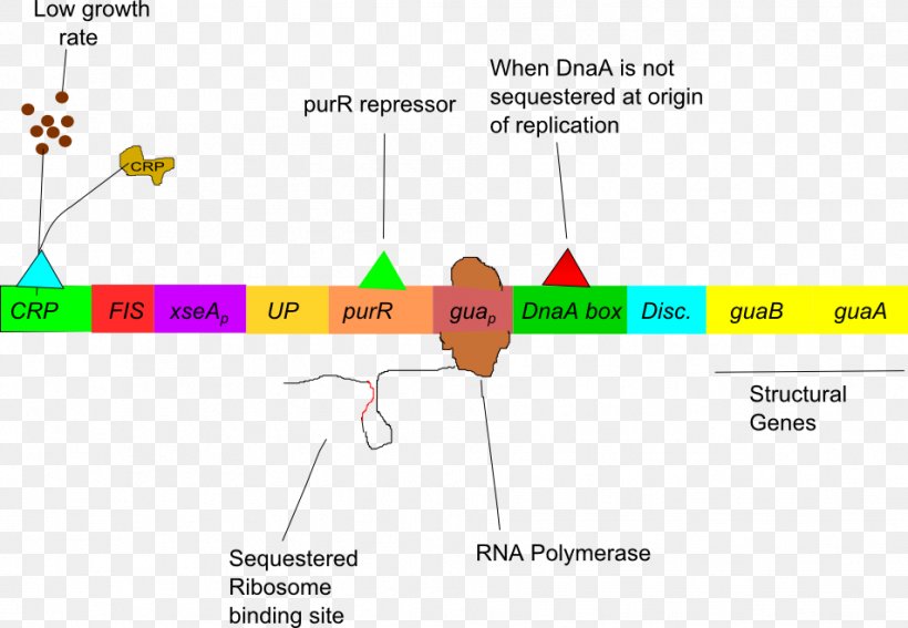 L-arabinose Operon Gua Operon Regulation Of Gene Expression Lac Operon, PNG, 953x660px, Watercolor, Cartoon, Flower, Frame, Heart Download Free