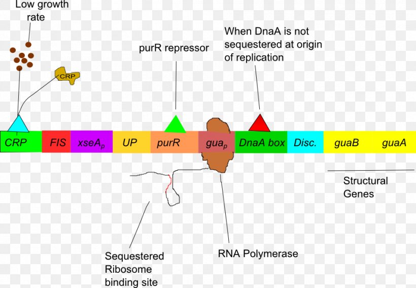 L-arabinose Operon Gua Operon Regulation Of Gene Expression Lac Operon ...